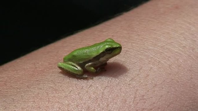 我皮肤上的绿色青蛙