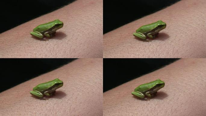 我皮肤上的绿色青蛙