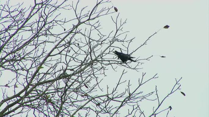 树上的乌鸦