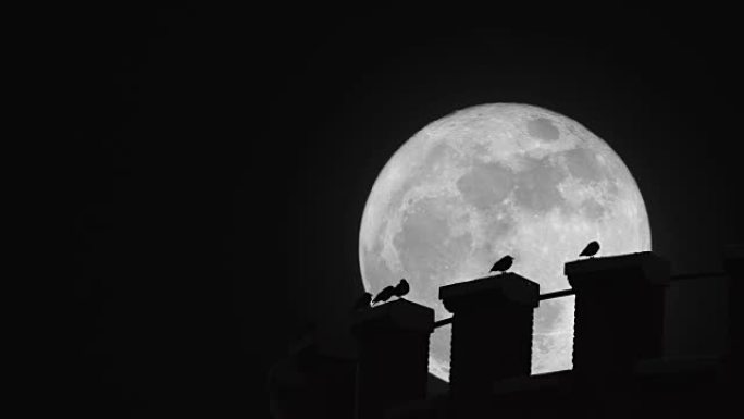 超级月亮下水塔上的鸟。