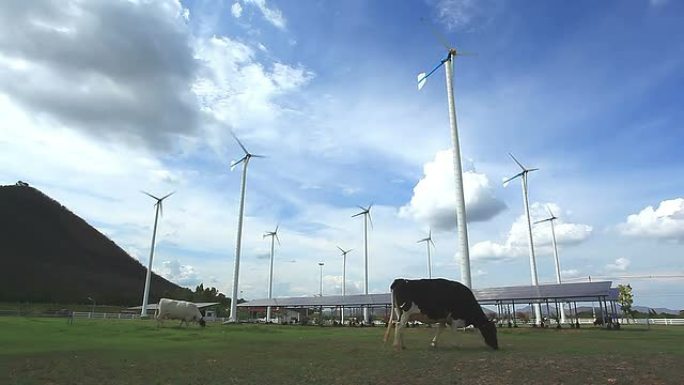 带涡轮农场和太阳能电池的奶牛放牧，绿色概念