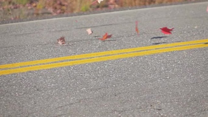 慢动作特写: 红色的秋天枫叶在一辆驶过的汽车后面盘旋