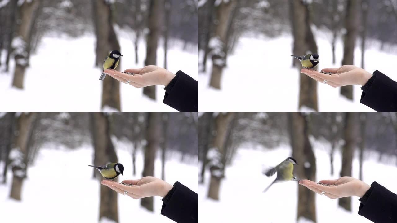 慢动作: 山雀鸟用手吃掉种子