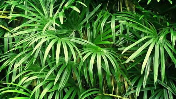 微风中的热带植物