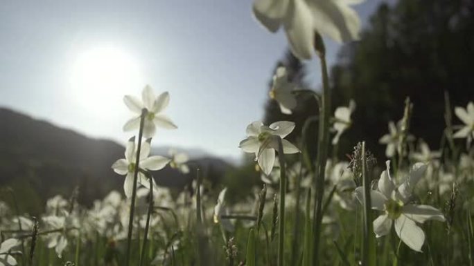 阳光明媚的早晨的水仙花