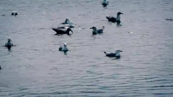 海鸥在水上争食