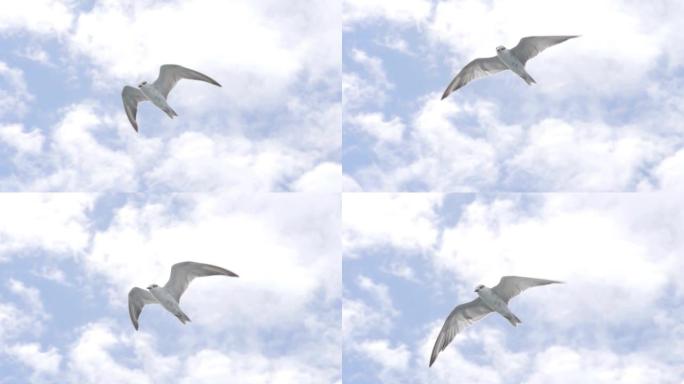 小鸟自由飞翔（超慢动作）