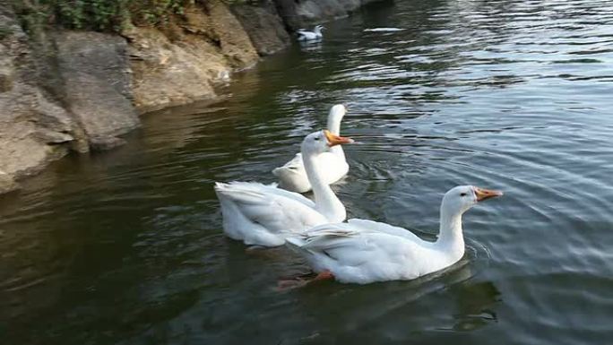 湖中的天鹅鸭群湖中的天鹅鸭群