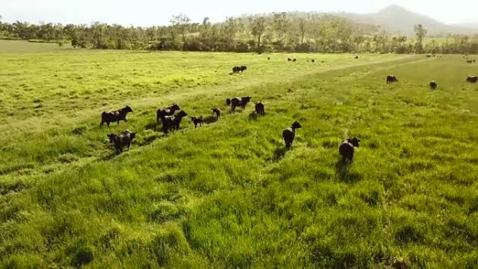 奶牛在明亮的绿色草地上放牧