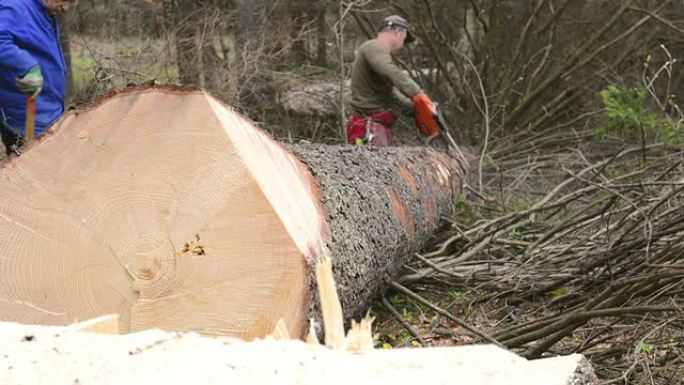 林业工人用链锯林业工人用链锯锯木伐木