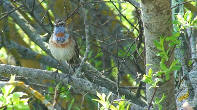 蓝喉（Luscinia svecica）第3/3部分