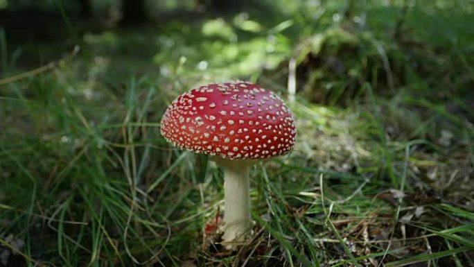 慢动作特写美丽的红色毒蘑菇在大自然中野生生长
