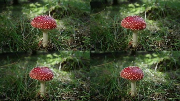 慢动作特写美丽的红色毒蘑菇在大自然中野生生长