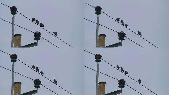 输电线上的Starlings