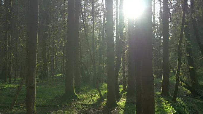 慢动作: 阳光普照森林中的树木