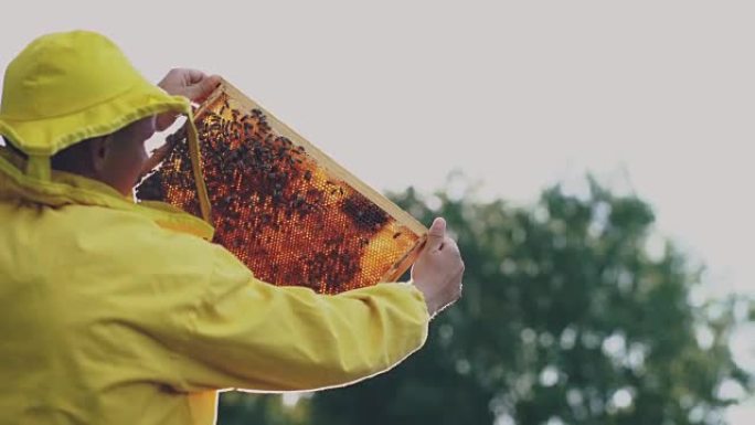 养蜂人在晴天在养蜂场收获蜂蜜之前检查木架