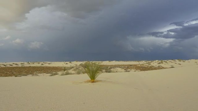沙漠区的丝兰仙人掌灌木丛，暴风雨般的天空