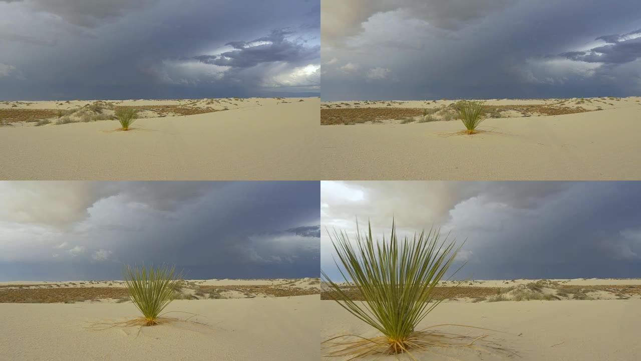 沙漠区的丝兰仙人掌灌木丛，暴风雨般的天空