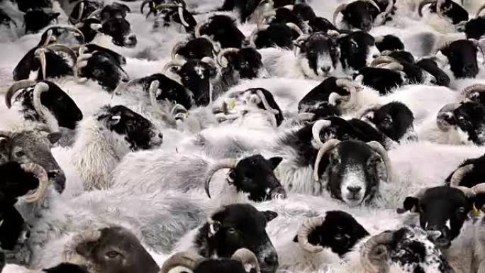 无数的羊挤在一起
