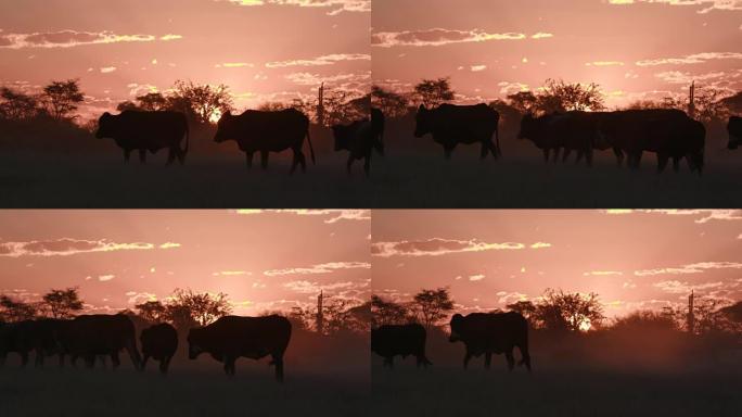 博茨瓦纳自由放养牛的背光视图