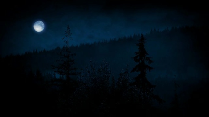 森林树木在夜晚的薄雾中