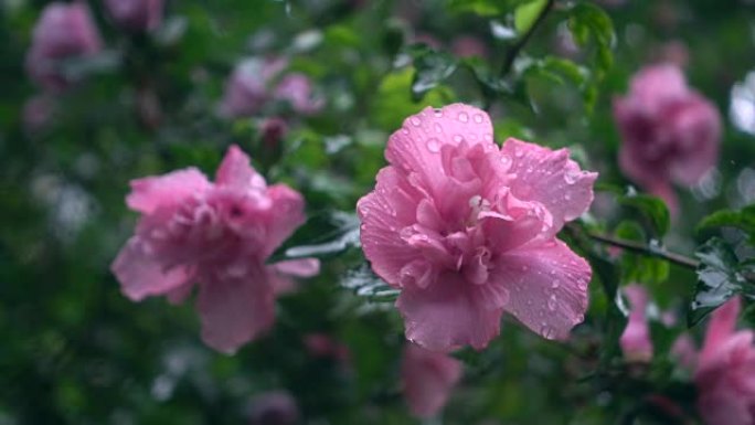 雨中的芙蓉花