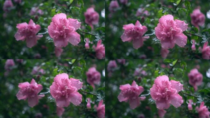 雨中的芙蓉花