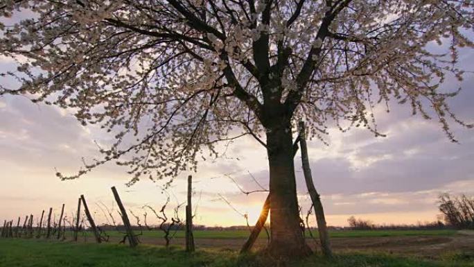 田园诗般的白花树，日落时的乡村田野，实时