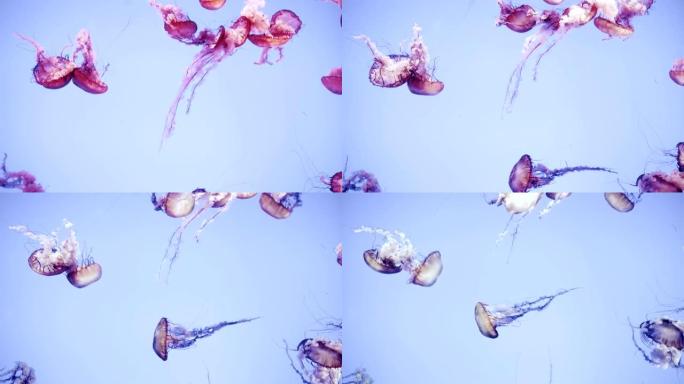 多只水母作为一个群体一起游泳。