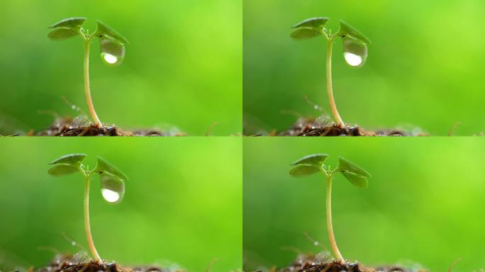 绿芽水滴绿芽水滴发芽幼苗