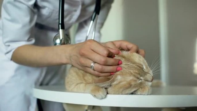 兽医诊所用听诊器检查猫的兽医妇女特写