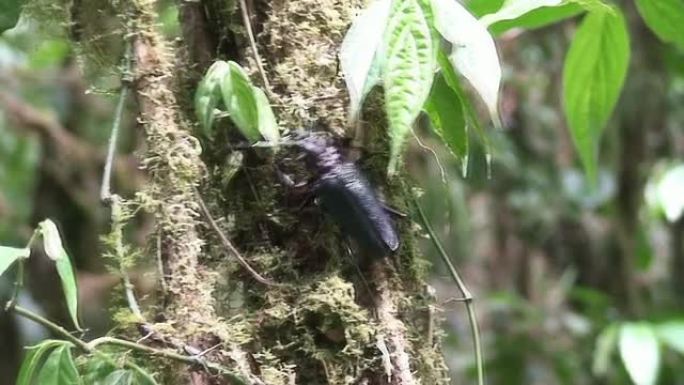 巨型甲虫攀爬和飞行