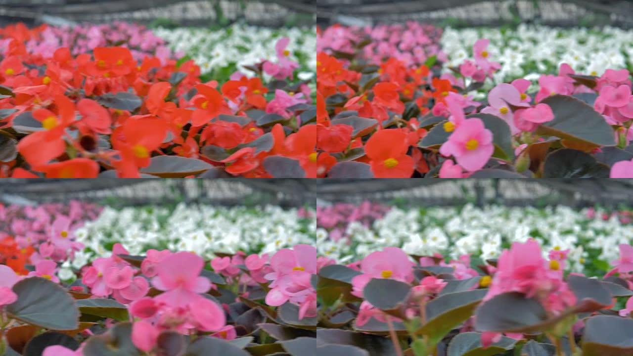 一排排红色秋海棠花在巨大的温室里。4K。