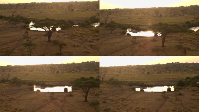 空中: 野生河马在金色日出时在非洲泥泞的水坑河中沐浴