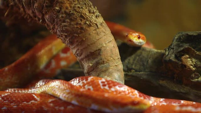 蛇蛇盘旋红色的蛇
