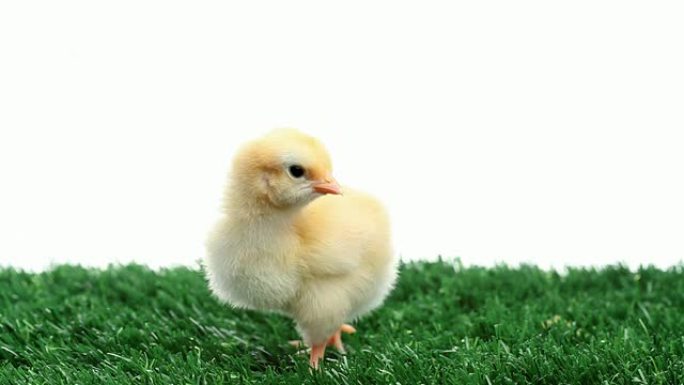 HD可爱的小鸡在草地上孤立的白色