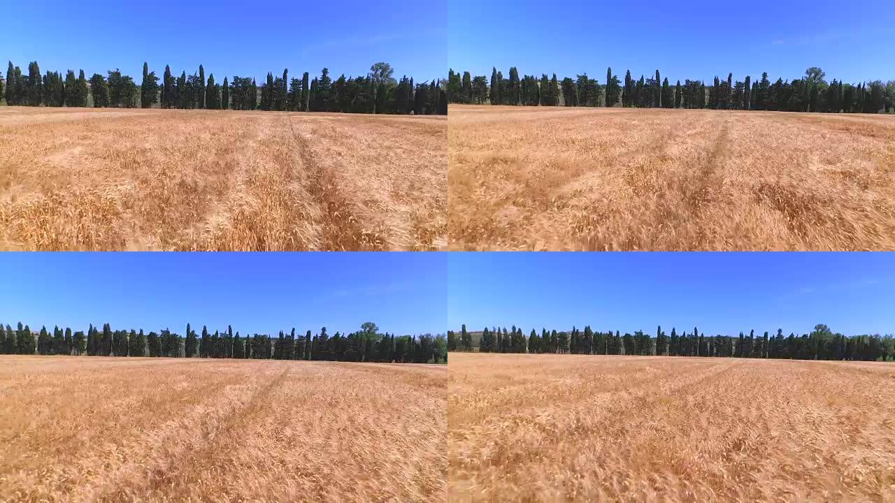 空中: 在阳光明媚的夏天，在美丽的金色麦田上空飞行