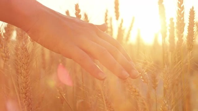 慢镜头:女孩的手抚摸着农田里金黄色的麦田里成熟的麦穗