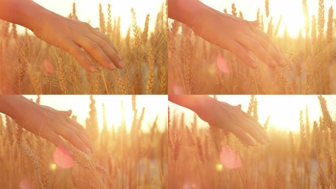 慢镜头:女孩的手抚摸着农田里金黄色的麦田里成熟的麦穗