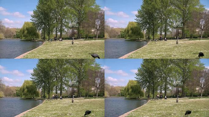 春天，伦敦摄政公园的划船湖边的鸟类