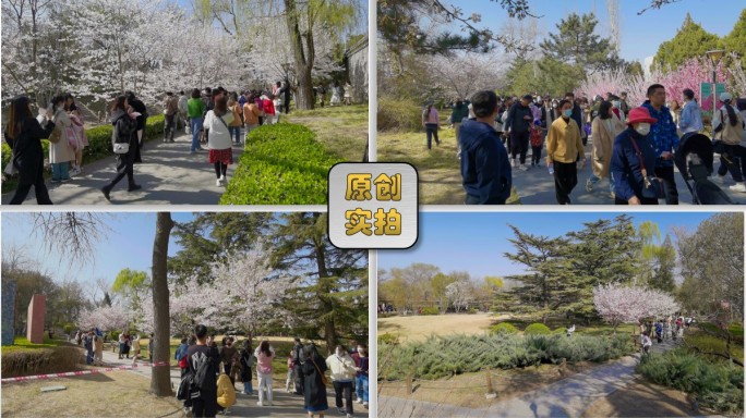 樱花 春景 春游