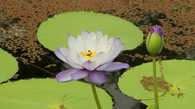 蜜蜂在紫色的莲花上。