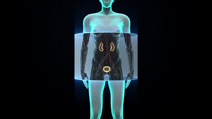扫描女性体内的肾脏。X射线视图。