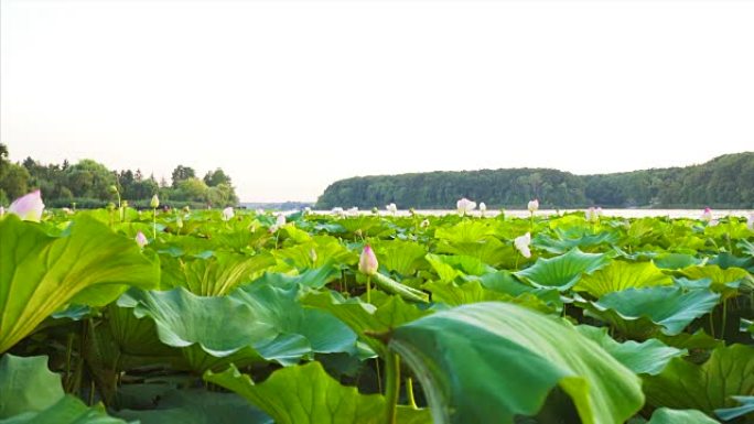 湖中的睡莲花。