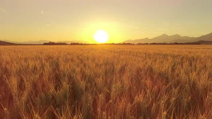 空中: 日落时托斯卡纳无尽的黄色麦田周围的山脉