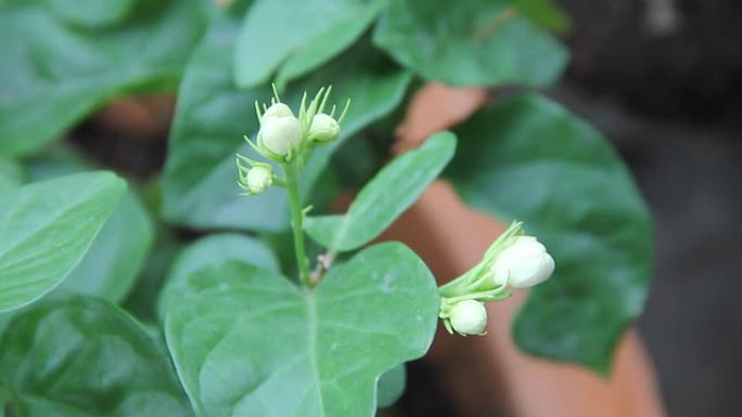 茉莉花蕾。茉莉花蕾