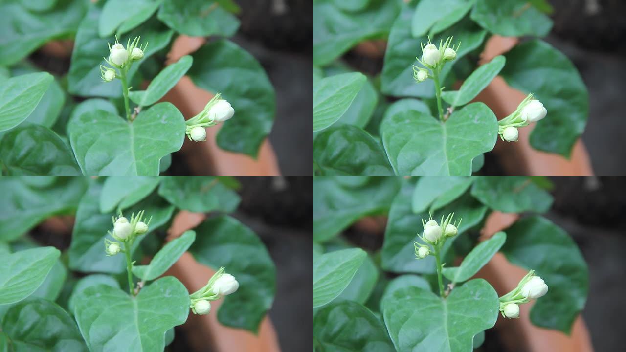 茉莉花蕾。茉莉花蕾