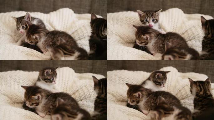 小猫在猫兄弟姐妹的沙发上舔嘴唇