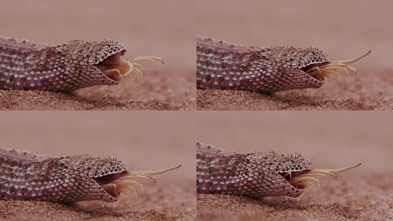 响尾蛇/Peringuey的加法器吃铲子鼻子蜥蜴的4k镜头