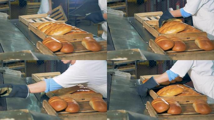 面包师正在面包面包店的传送带上拿烤面包。